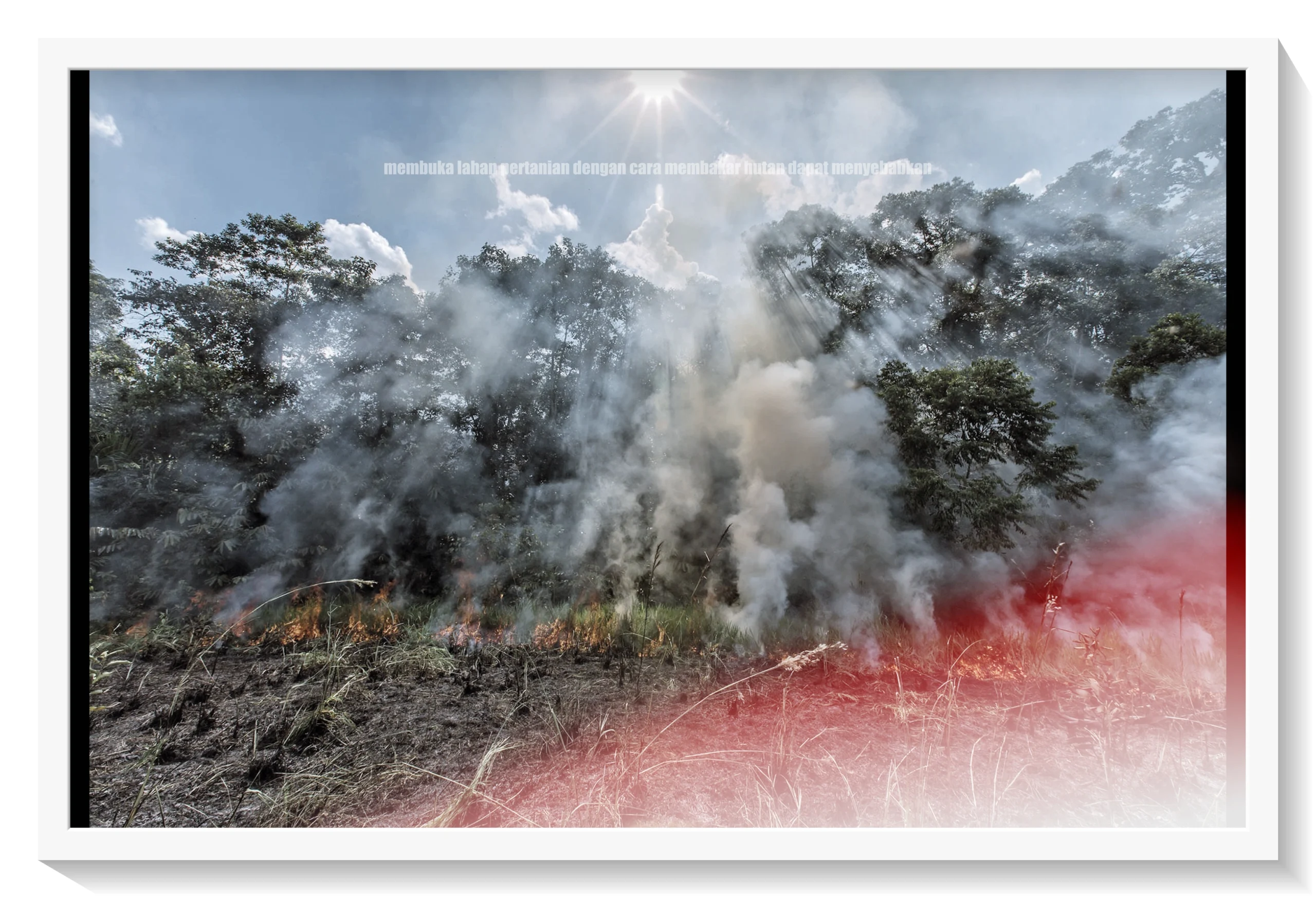 membuka lahan pertanian dengan cara membakar hutan dapat menyebabkan image